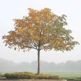 img_4040-tree-in-seasons_5135156703_o